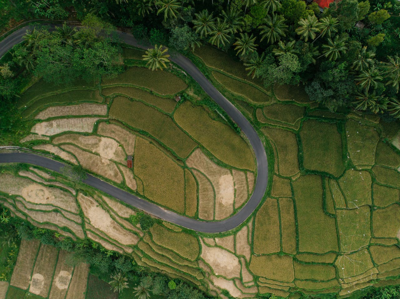 Stunning aerial shot of winding road amidst lush green agricultural fields and palm trees.